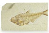 Detailed Fossil Fish (Diplomystus) - Wyoming #363810-1
